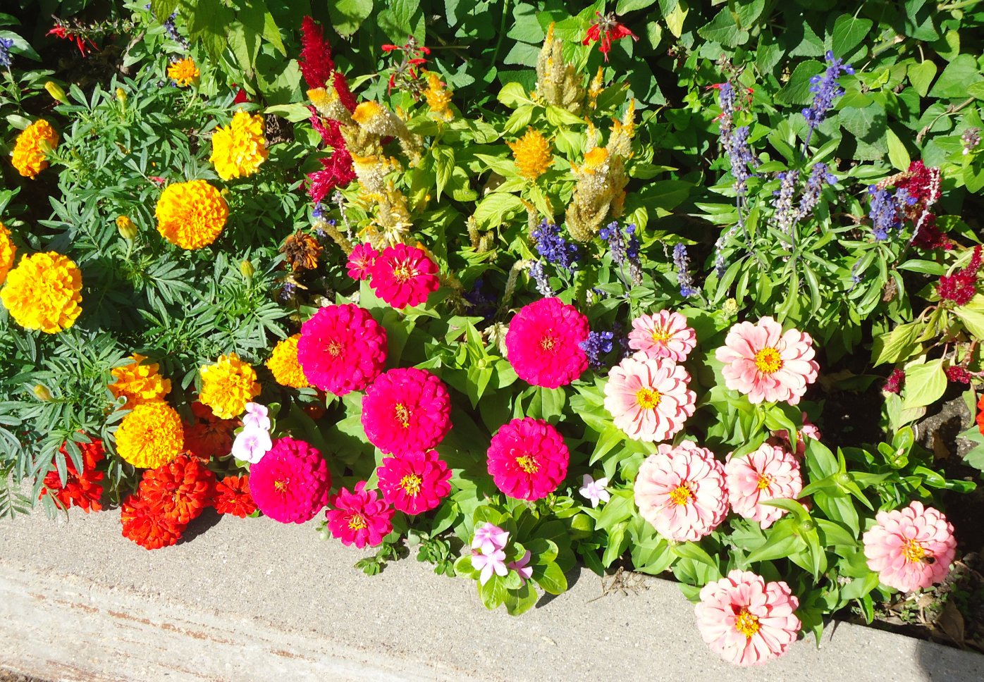 How to start a flower  bed in your own backyard
